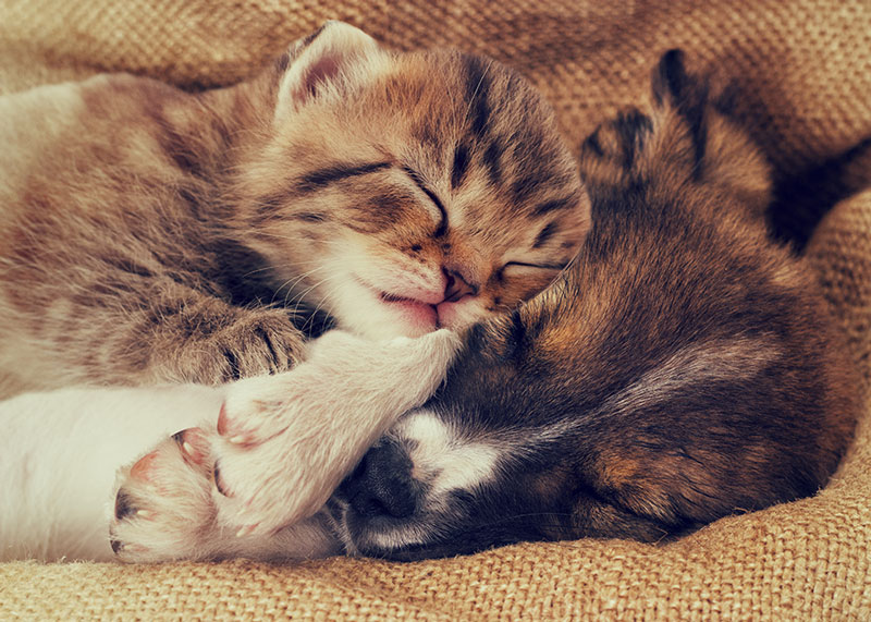 kittenandpuppysleeping