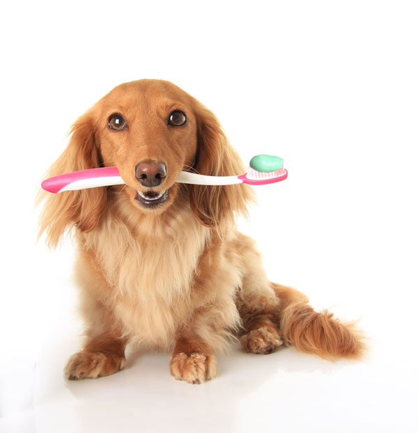 Dogtoothbrush