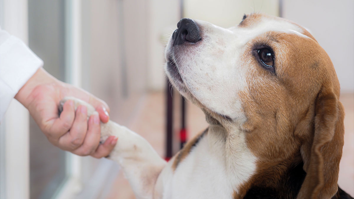 Beagle shakes a person's hand.
