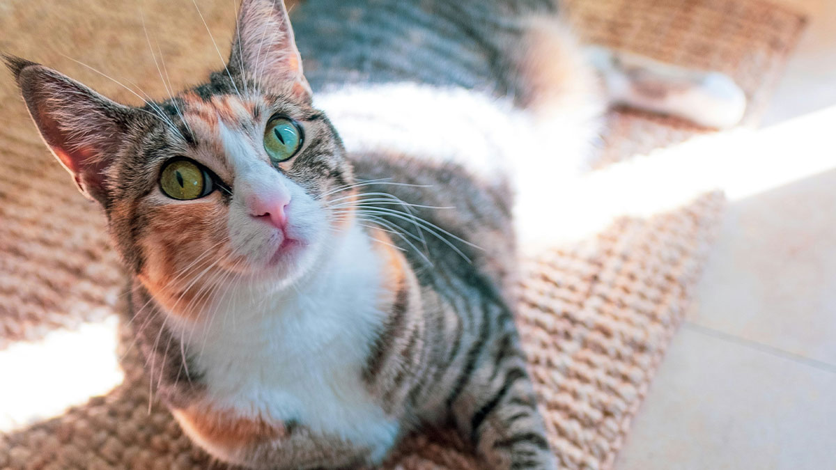 Calico-cat-lounging-on-rug. Calico cat lounging on rug