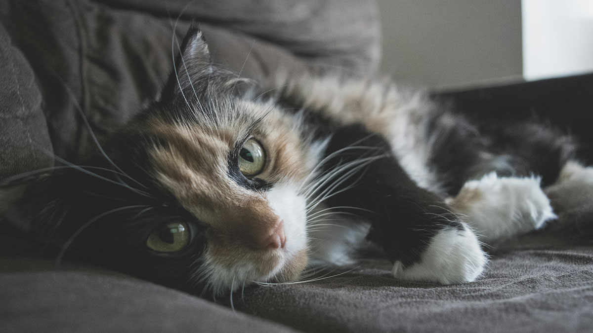 Calico cat resting on sofa.