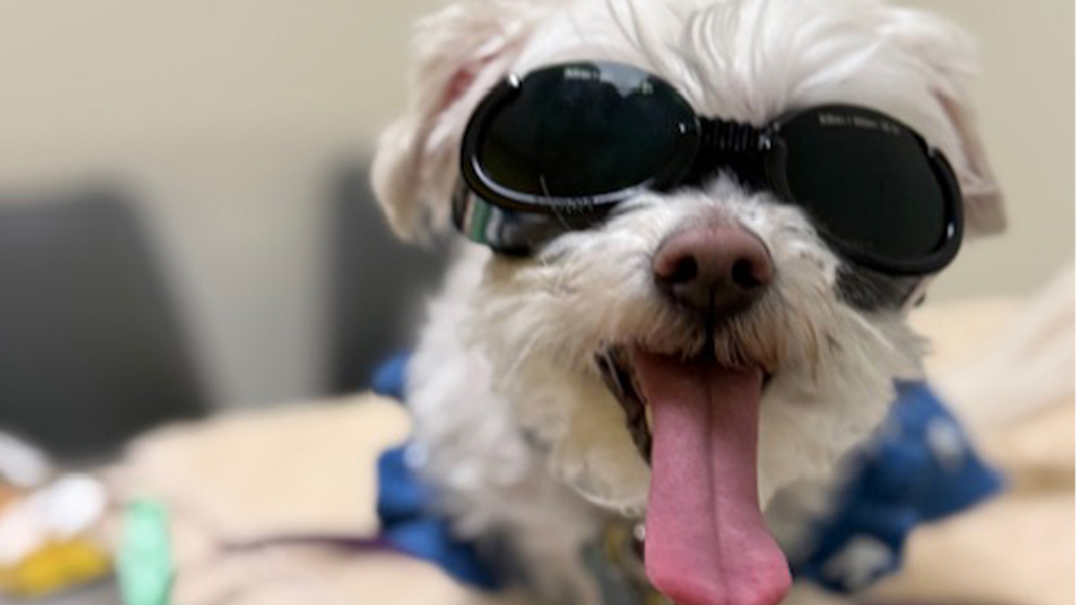 Dog-at-vets-with-glasses Dog at vets with glasses.