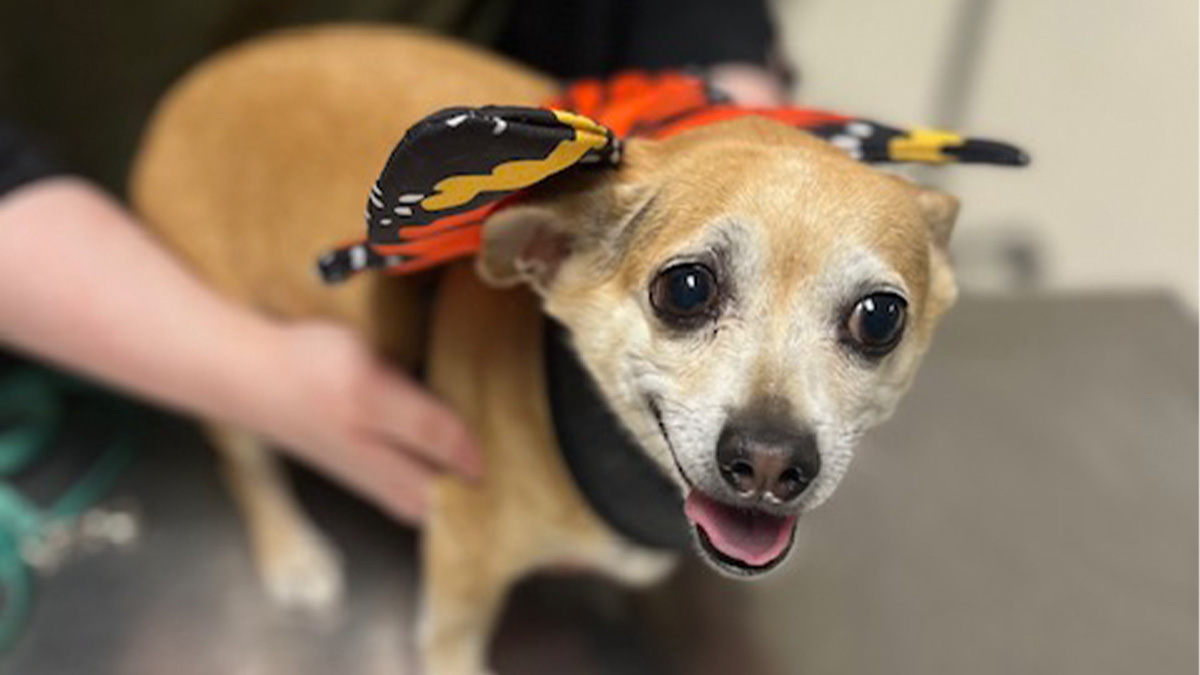 Dog-wears-butterfly-bandana Dog wears butterfly bandana.