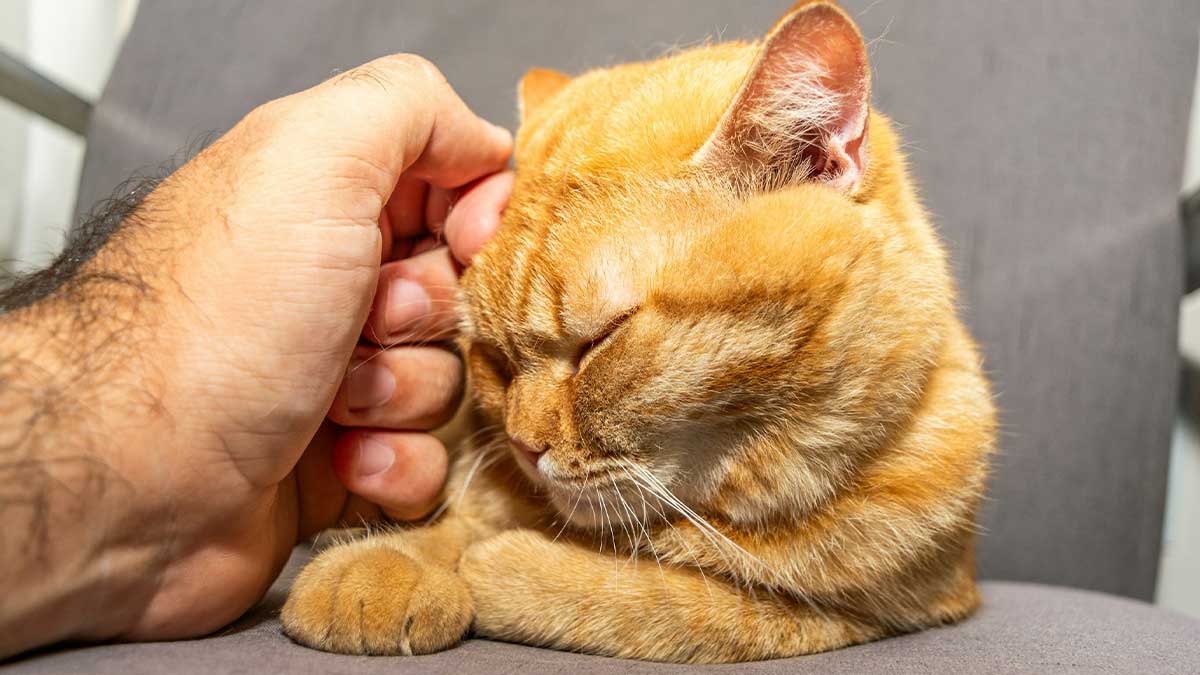 Ginger cat being petted.