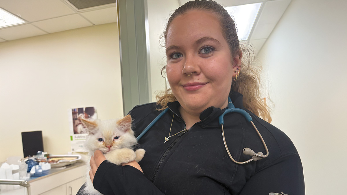 vet-with-cat veterinarian holding kitten