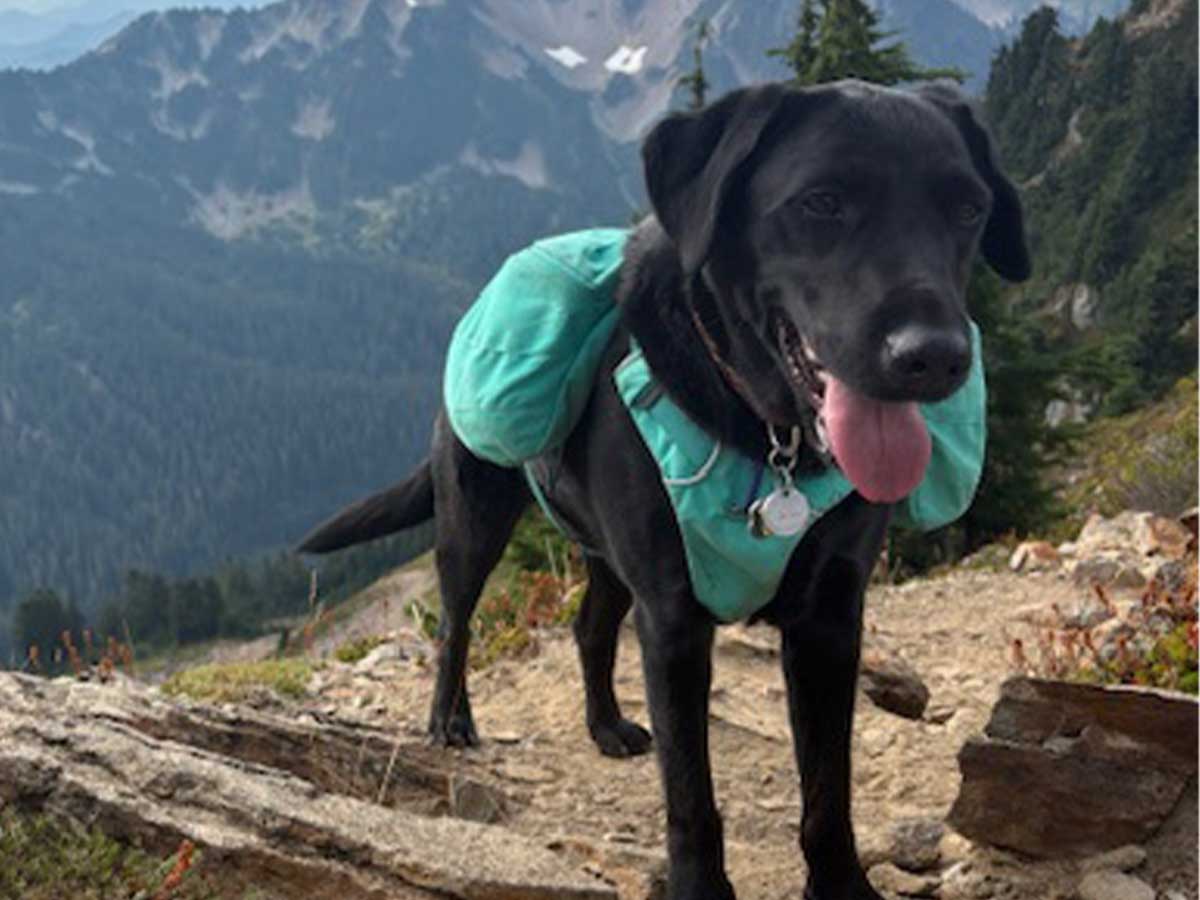 Black-lab-hikes-scenic-mountain. Black lab hikes scenic mountain.
