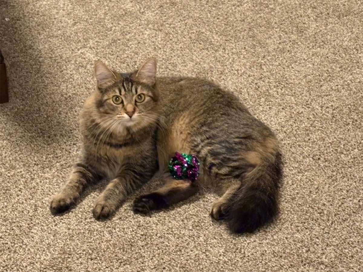 Cat-with-festive-Christmas-toy Cat with festive Christmas toy.