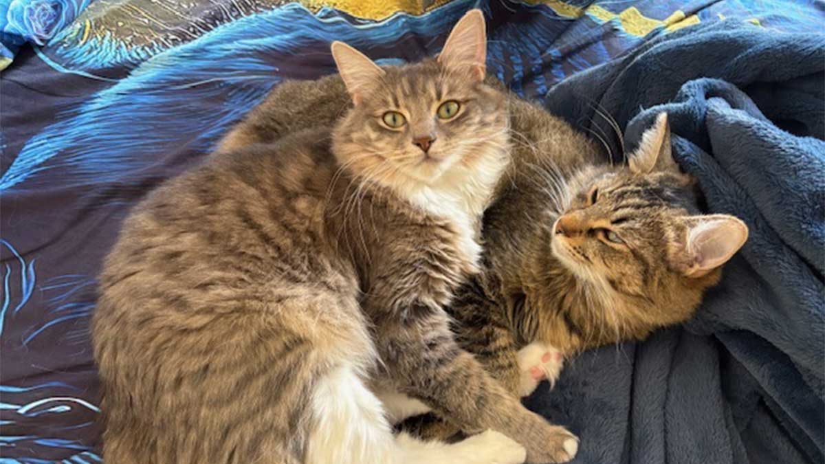 Two-cats-cuddling-on-blue-bedding Two cats cuddling on blue bedding.