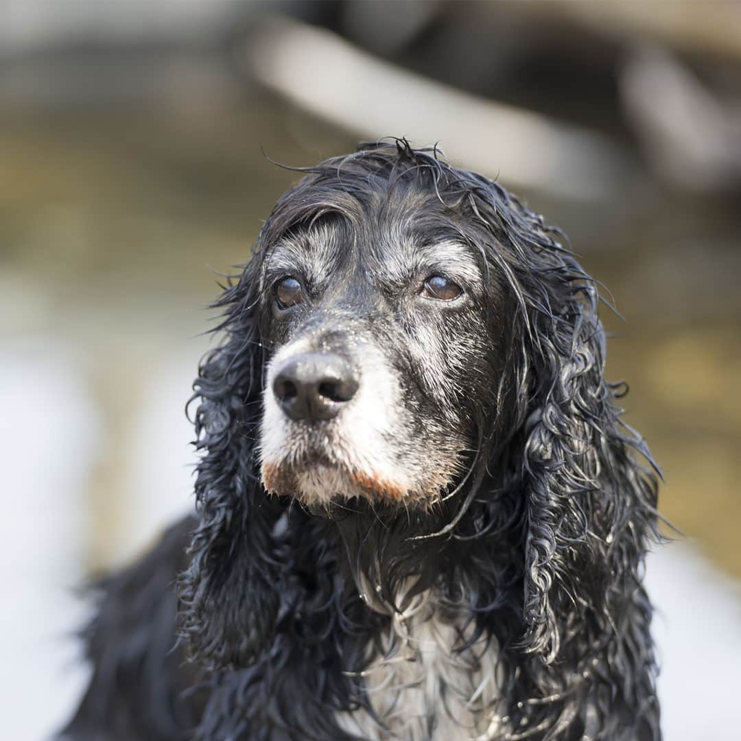 senior pet
